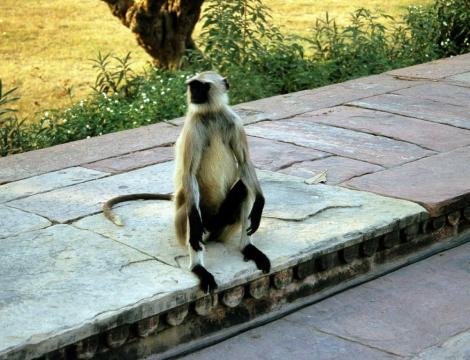 Sikandra: beim Akbar-Mausoleum (2000)