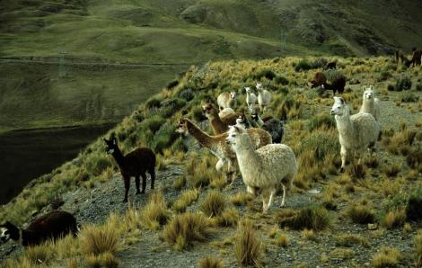 Anden zwischen La Paz und Paso La Cumbre (2005)
