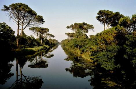 Pinienwald von Classe (1988)