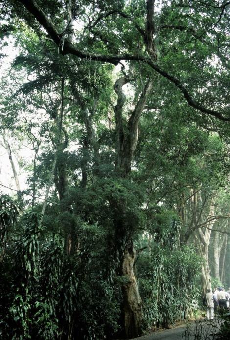 Rio de Janeiro: Brasilholzbaum im Tijuca-Wald (2003)