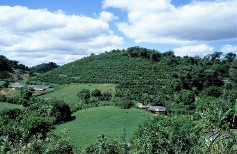 Kaffeesträucher bei Vassouras (2003)