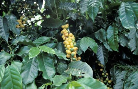 Kaffeestrauch (2003)