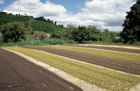 Geernteter Kaffee zum Trocknen (2003)