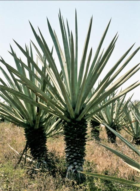 Agaven in Yucatan (1980)