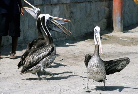 Paracas: Pelikane (2005)