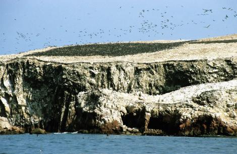 Ballestas-Inseln (2005)