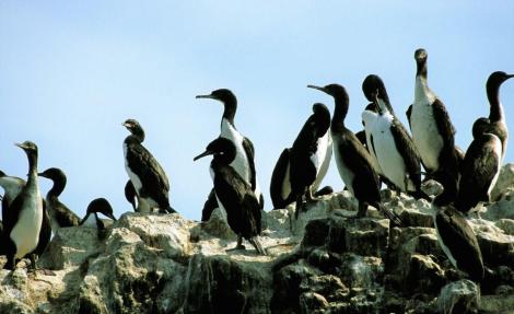 Ballestas-Inseln (2005)