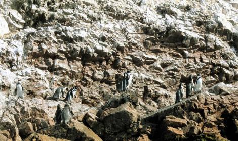 Ballestas-Inseln: Humboldtpinguine (2005)