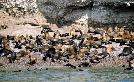 Ballestas-Inseln (2005)