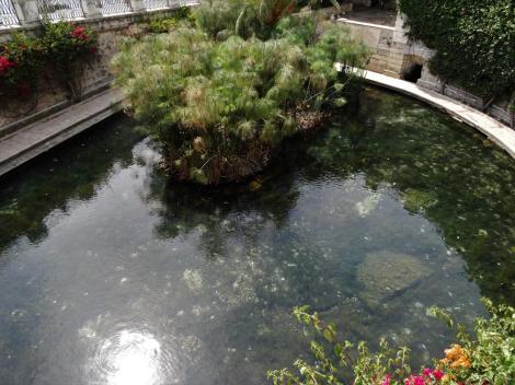 Syrakus: Arethusaquelle mit Papyrusstauden (2018)