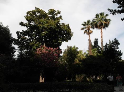 Syrakus: Pflanzenwelt bei den Latomien (2018)