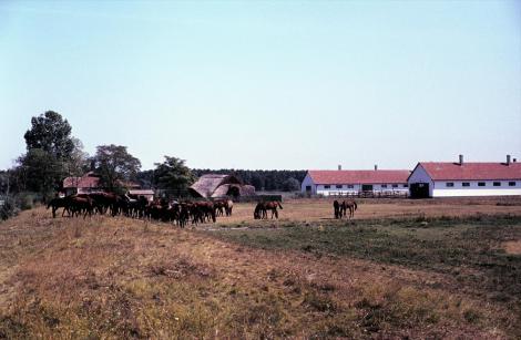 Puszta Hortobagy (1983)