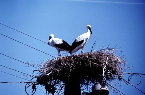 Puszta Hortobagy (1983)