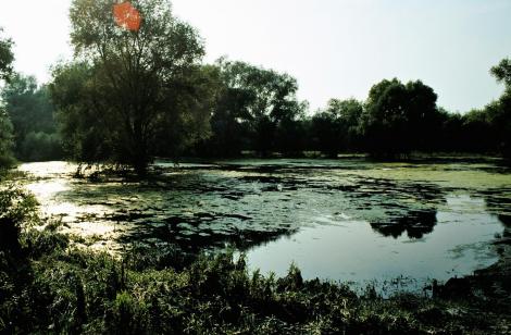 Große Schüttinsel (1980)