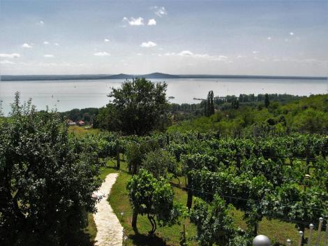 Blick vom Badacsony auf den See (2008)