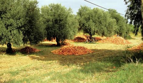 Granatäpfel zwischen Tunis und Dougga (1998)