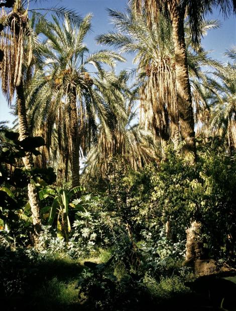 Tozeur: Oasengarten (1998)