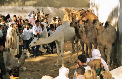 Douz: Kamelmarkt (1998)