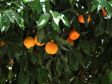 Toledo: Kirche San Juan de los Reyes - Kreuzgang (2019)