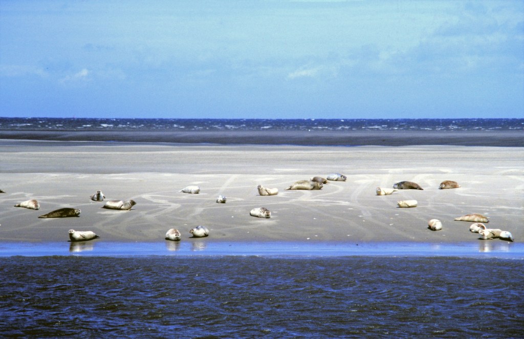 Seehundsbänke bei Cuxhaven (1987)