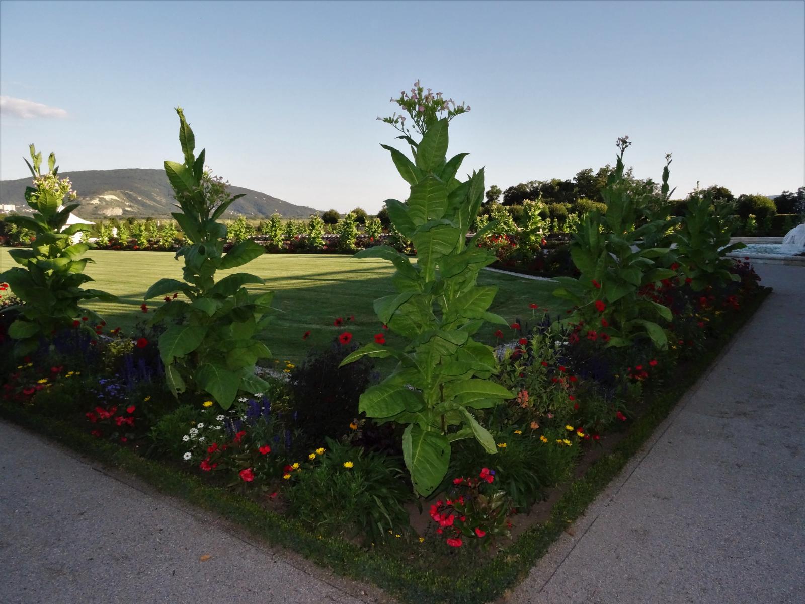 Schloss Hof: Schlossgarten (2021)