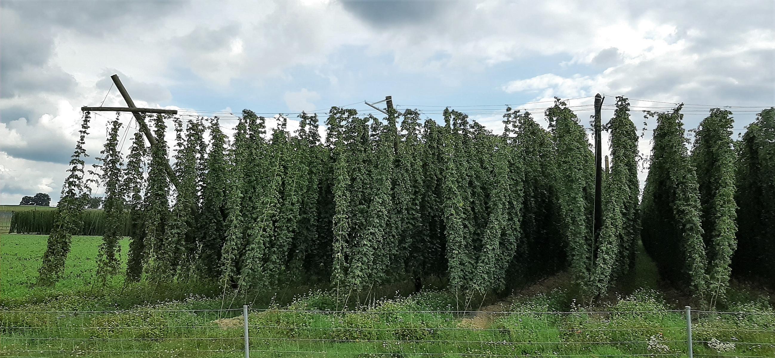 Hopfenanbau östlich von Ingolstadt (2020)