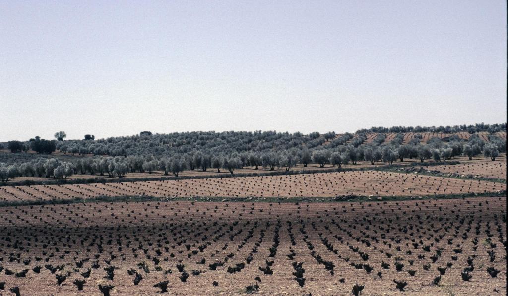 Weinanbau und Olivenbäume zwischen El Toboso und Campo de Criptana (1986)