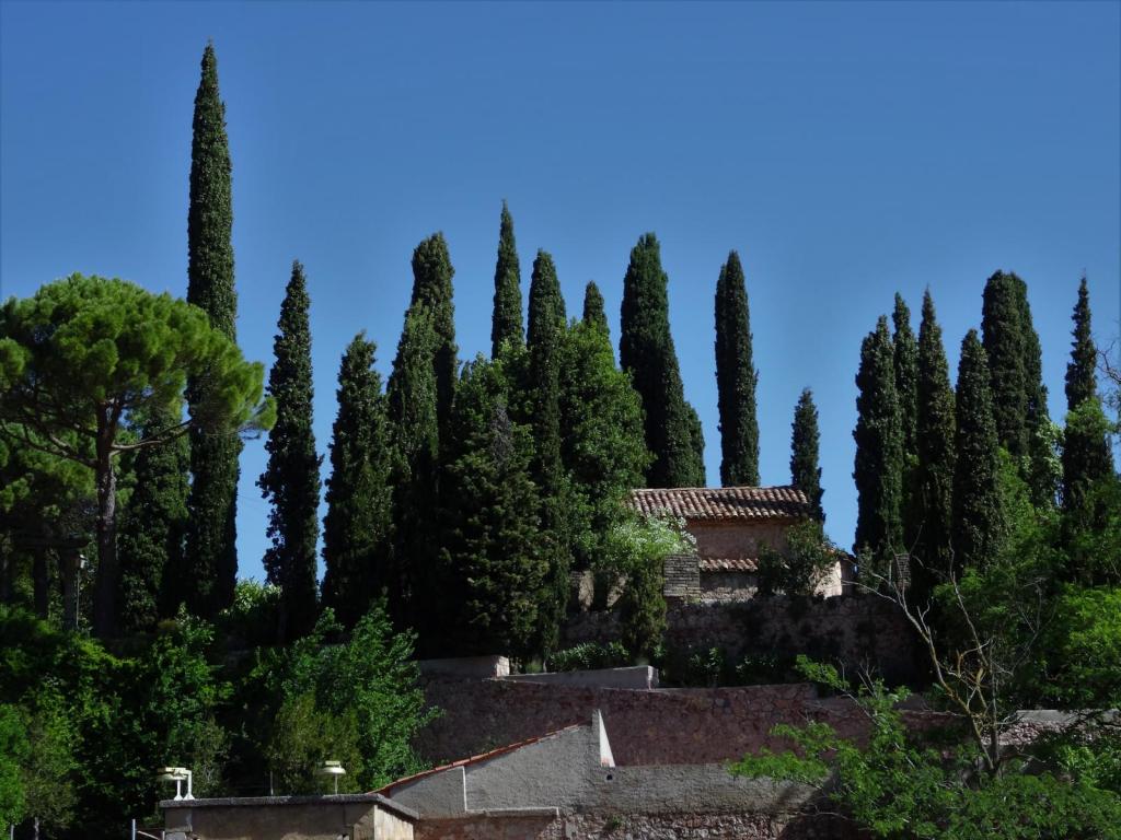 Montserrat: Vegetation beim Kloster (2022)