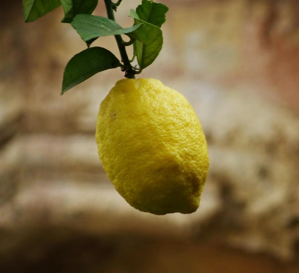 Tarragona: Kathedrale - Zitronenbaum im Kreuzgang (2022)