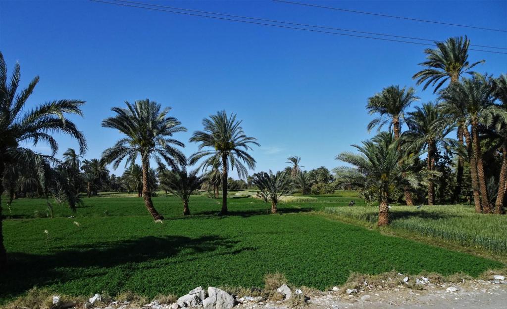 Landwirtschaft zwischen Luxor und Edfu (2023)
