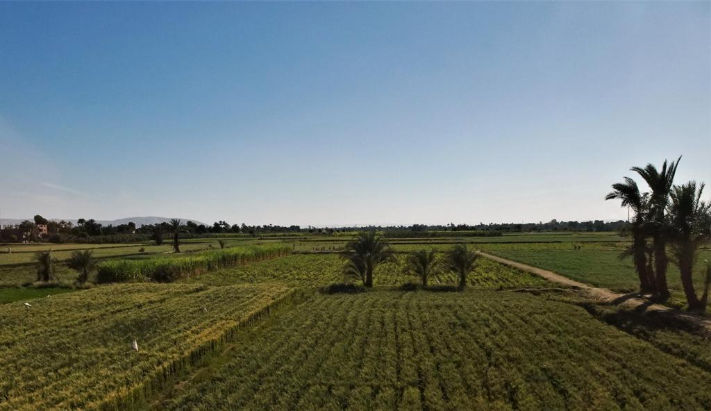 Landwirtschaft in Theben-West (2023)