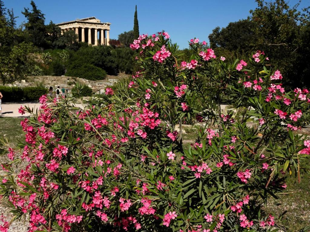 Athen: Agora Blick zum Theseion = Tempel des Hephaistos (2023)
