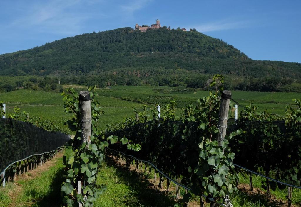 Hohkönigsburg: Blick zur Burg (2023)