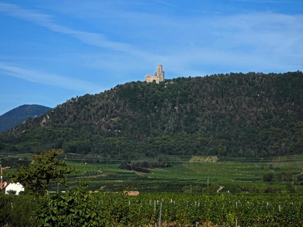 Burg Ortenberg (2023)