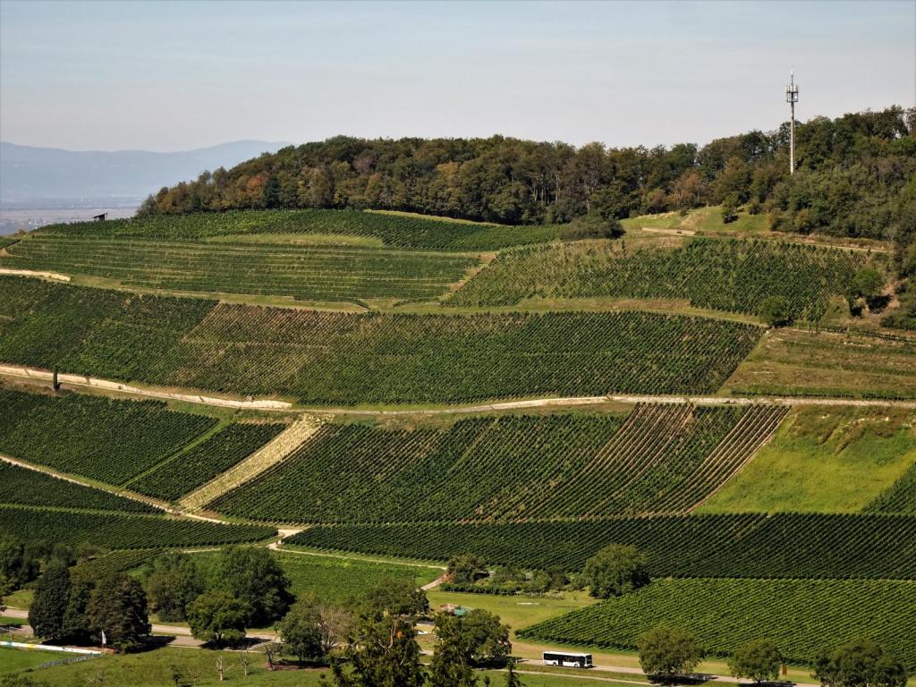 Badenweiler: Weinberge (2023)