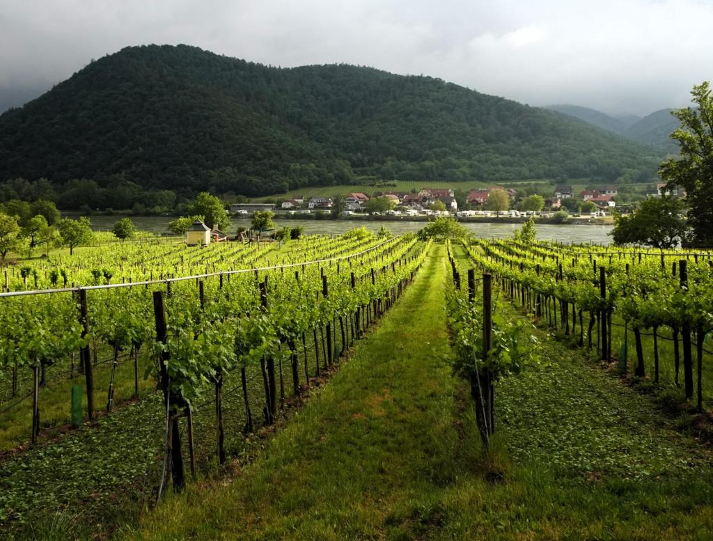 Dürnstein: Blick zur Donau (2024)