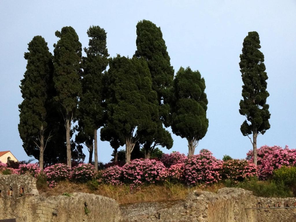 Herculaneum (2026)