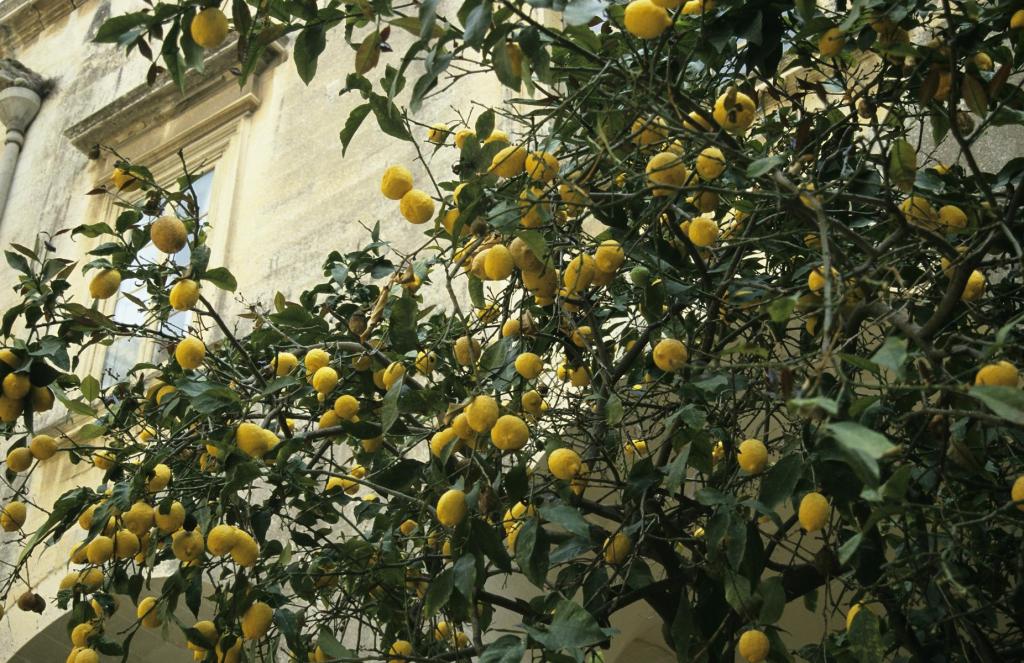 Lecce: Seminarpalast Innenhof (2001)