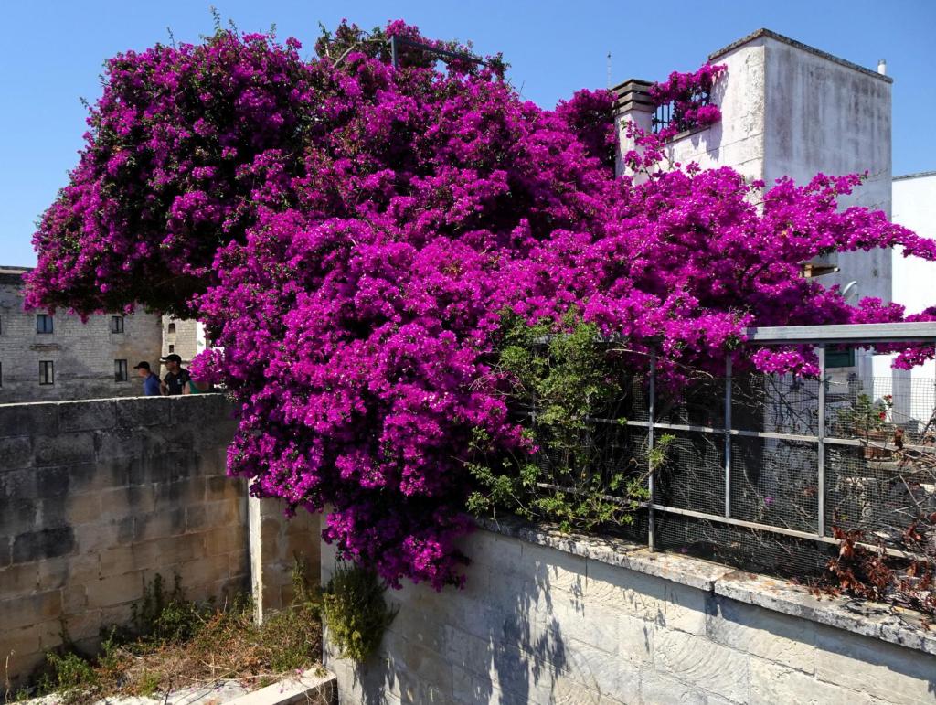 Otranto (2026)