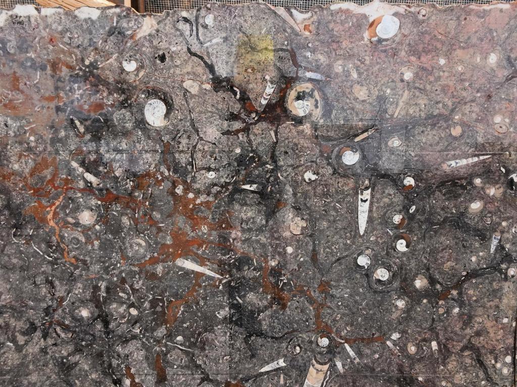 Erfud: Fossilien aus dem Antiatlas (2026)